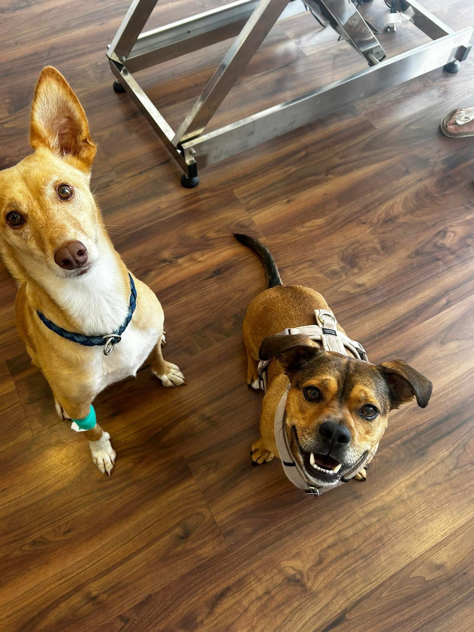 Two happy dogs at iVet Animal Clinic in Paphos, Cyprus